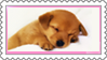 puppy stamp